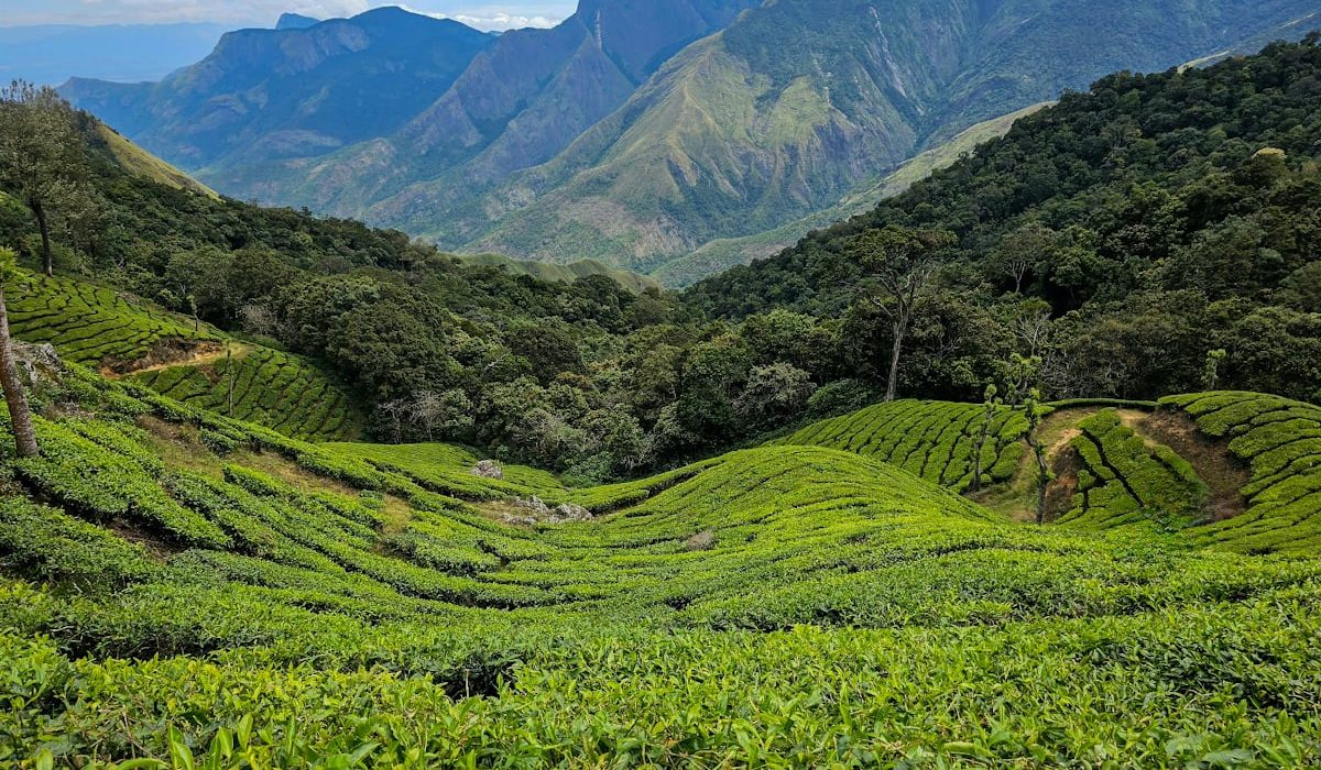 photo-1696027356970-b1527cc0d33c (1)